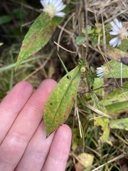 Symphyotrichum lateriflorum