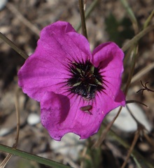 Geranium subcaulescens
