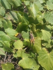 Boopedon flaviventris