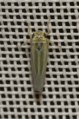 Zyginidia pullula