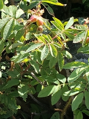 Rosa acicularis