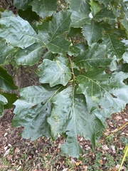 Quercus bicolor