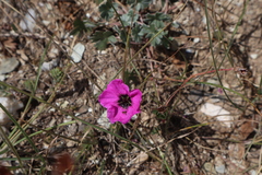 Geranium subcaulescens