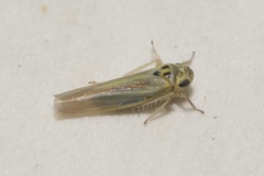 Zyginidia pullula