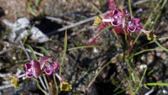 Disa spathulata spathulata
