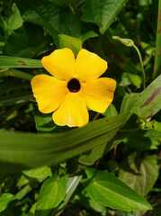 Thunbergia alata