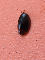 Hydaticus bimarginatus