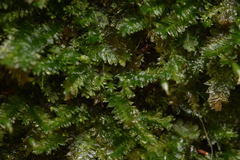 Pseudotaxiphyllum elegans