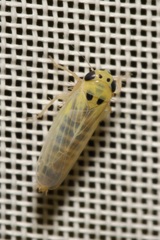Macrosteles