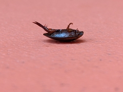 Hydaticus bimarginatus