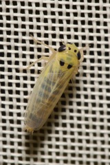 Macrosteles