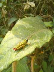 Orthoptera