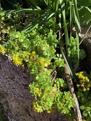 Sedum kimnachii