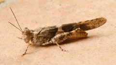 Trimerotropis pallidipennis