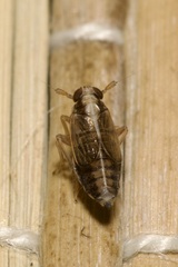 Dicranotropis hamata