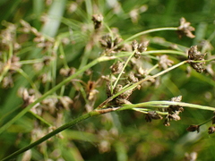 Scirpus microcarpus