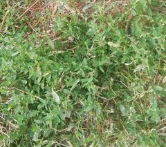 Polygonum arenastrum