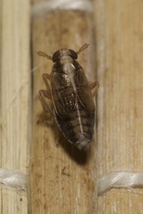 Dicranotropis hamata