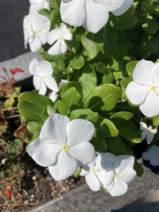 Catharanthus