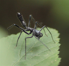 Myrmecium monacanthum