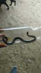 Erythrolamprus epinephalus pseudocobella