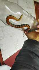 Erythrolamprus epinephalus pseudocobella