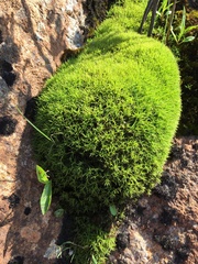 Leucobryum glaucum