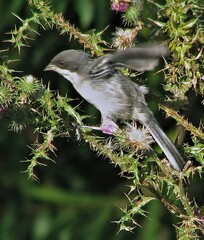 Microspingus melanoleucus