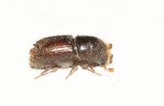 Ips typographus