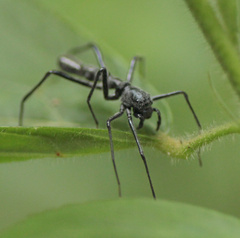 Myrmecium monacanthum