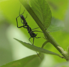 Myrmecium monacanthum