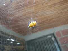 Gasteracantha cancriformis