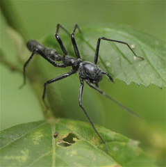 Myrmecium monacanthum