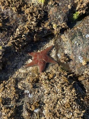 Dermasterias imbricata