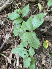 Ulmus rubra