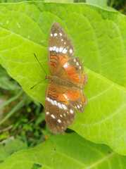 Anartia amathea