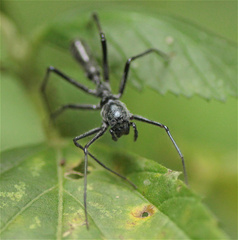 Myrmecium monacanthum