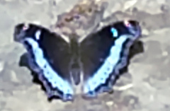 Kaniska canace