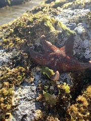 Dermasterias imbricata