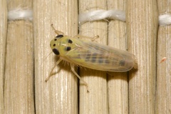 Macrosteles