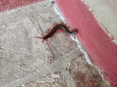 Scolopendra sumichrasti