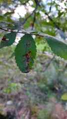 Stegophora ulmea