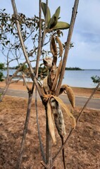 Handroanthus coronatus