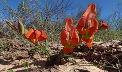 Gladiolus alatus