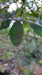 Stegophora ulmea