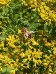 Apis mellifera