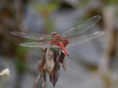 Tramea basilaris