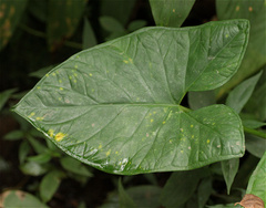 Xanthosoma robustum