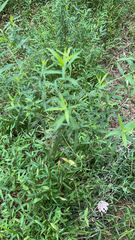 Microstegium vimineum