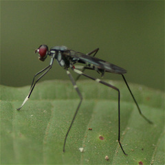Micropezidae